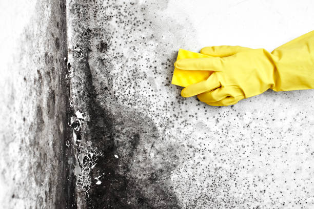 Best Basement Mold Removal  in Camdenton, MO
